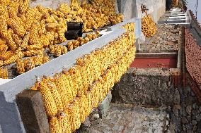 Corn Dry in Qingdao