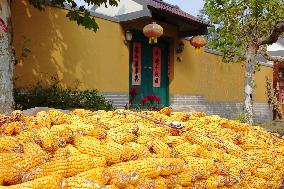 Corn Dry in Qingdao