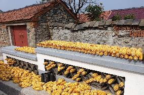 Corn Dry in Qingdao