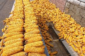 Corn Dry in Qingdao