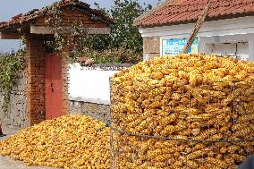 Corn Dry in Qingdao