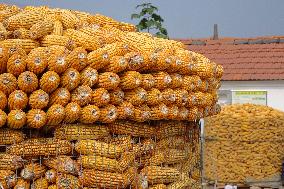 Corn Dry in Qingdao