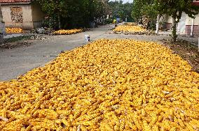 Corn Dry in Qingdao