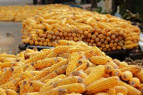 Corn Dry in Qingdao