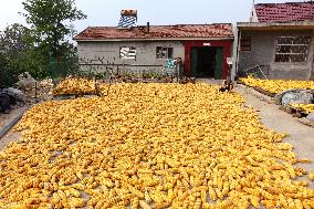 Corn Dry in Qingdao