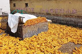 Corn Dry in Qingdao