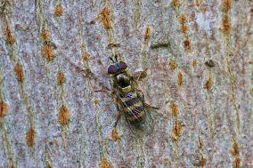 Hoverfly