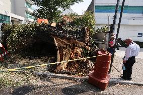 Rain Causes Destruction And Many Trees Fall In São Paulo