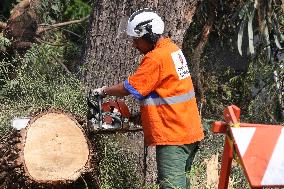 Rain Causes Destruction And Many Trees Fall In São Paulo