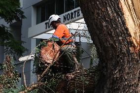 Rain Causes Destruction And Many Trees Fall In São Paulo