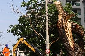 Rain Causes Destruction And Many Trees Fall In São Paulo