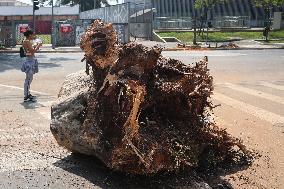 Rain Causes Destruction And Many Trees Fall In São Paulo