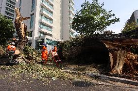 Rain Causes Destruction And Many Trees Fall In São Paulo