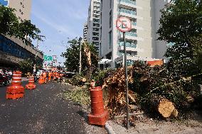 Rain Causes Destruction And Many Trees Fall In São Paulo