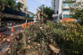 Rain Causes Destruction And Many Trees Fall In São Paulo