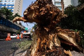 Rain Causes Destruction And Many Trees Fall In São Paulo