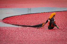 Harvest Cranberries - Canada