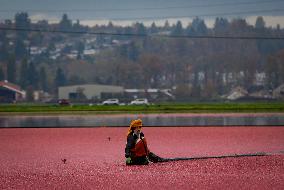 Harvest Cranberries - Canada