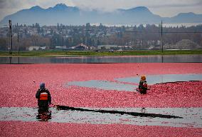 Harvest Cranberries - Canada