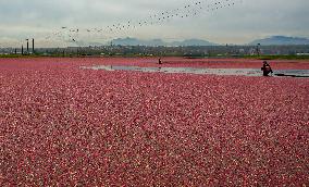 Harvest Cranberries - Canada