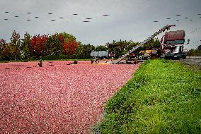 Harvest Cranberries - Canada