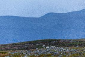 Reindeer At Nordkapp