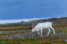 Reindeer At Nordkapp