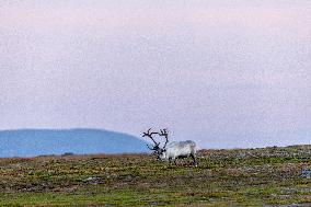 Reindeer At Nordkapp