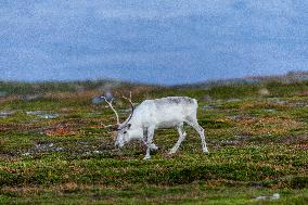 Reindeer At Nordkapp