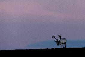 Reindeer At Nordkapp