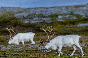 Reindeer At Nordkapp