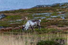 Reindeer At Nordkapp