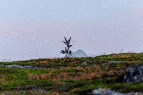 Reindeer At Nordkapp