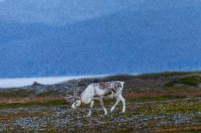 Reindeer At Nordkapp