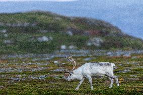 Reindeer At Nordkapp