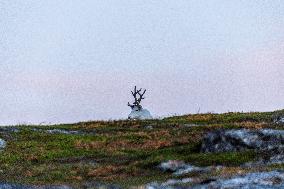 Reindeer At Nordkapp