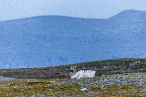 Reindeer At Nordkapp