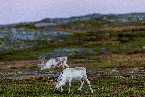 Reindeer At Nordkapp