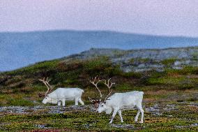 Reindeer At Nordkapp