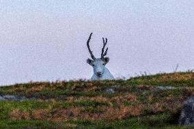 Reindeer At Nordkapp