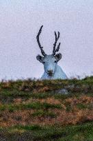 Reindeer At Nordkapp