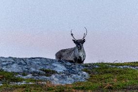 Reindeer At Nordkapp