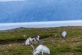 Reindeer At Nordkapp