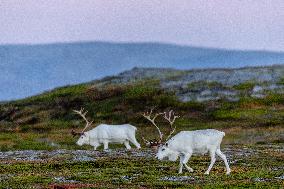 Reindeer At Nordkapp