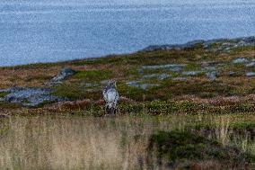 Reindeer At Nordkapp