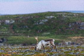 Reindeer At Nordkapp