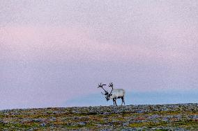 Reindeer At Nordkapp