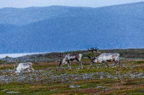 Reindeer At Nordkapp