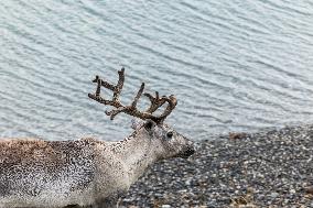 Reindeer At Nordkapp