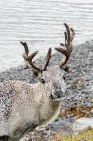 Reindeer At Nordkapp